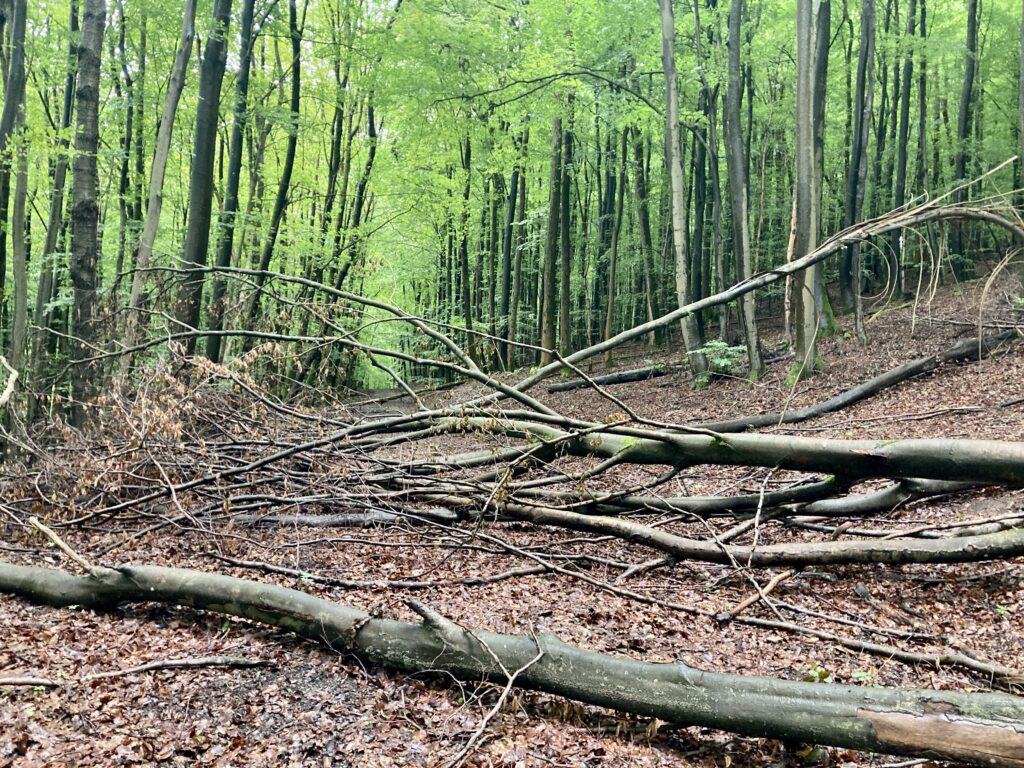 Umgestürzte Bäume über einem Waldweg