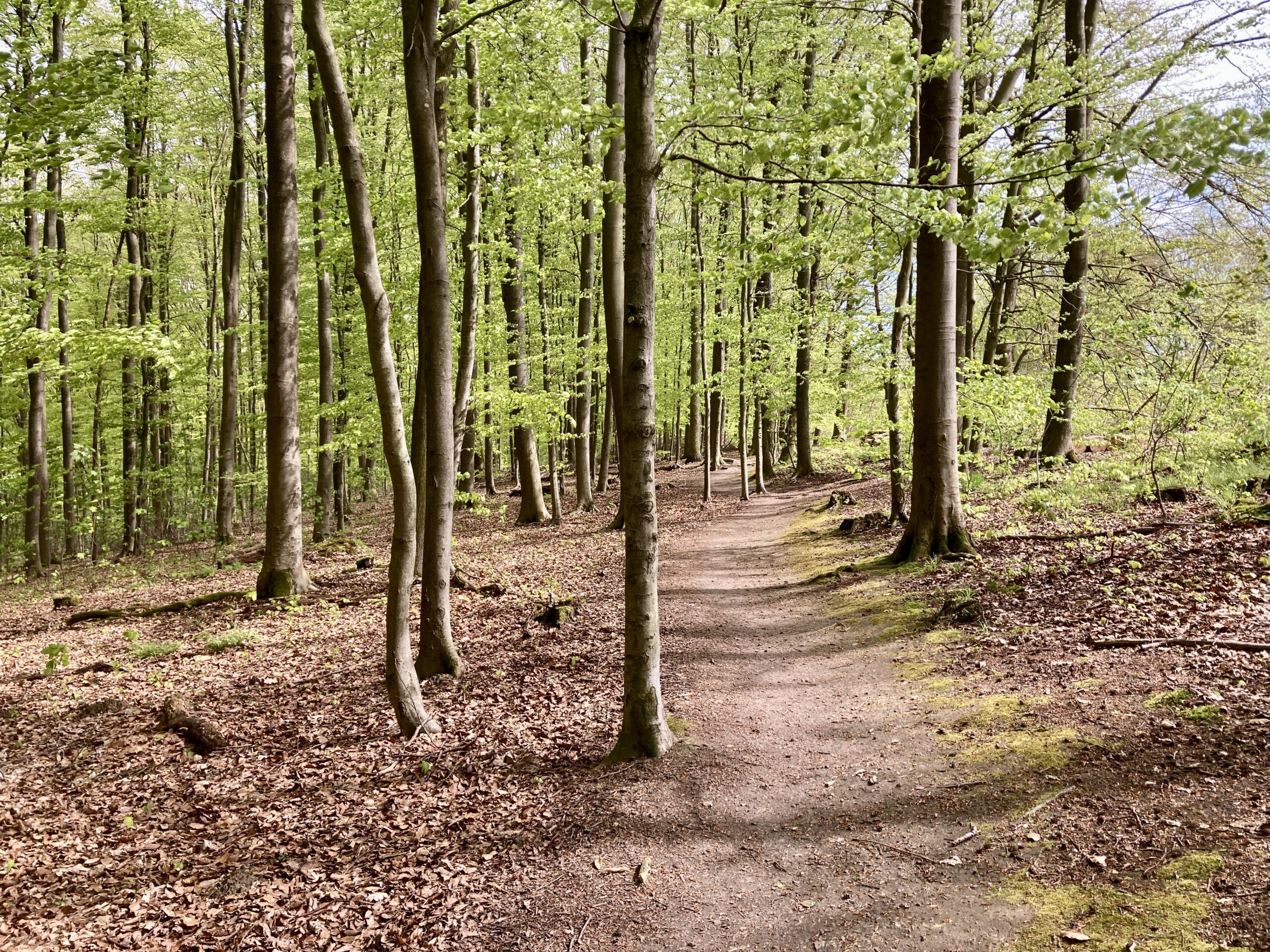 Tour de Forêt 2024 – Niedersachsentrance